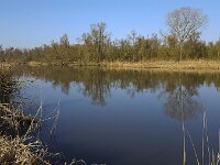 Creek in Biesbosch National Park, Netherlands  Creek in Biesbosch National Park, Netherlands : Biesbosch, creek, Dutch, Europe, European, Gat van de Bakens, Holland, mirroring, National Park, natural, nature, Netherlands, North Brabant, NP, reed, reflection, rural landscape, trees, water, wetland, winter, wintertime