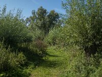 NL, Noord-Brabant, Altena, Polder Prik- en Schanswaard 5, Saxifraga-Jan van der Straaten