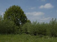 NL, Noord-Brabant, Altena, Pompveld 35, Saxifraga-Jan van der Straaten