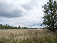 NL, Noord-Brabant, Altena, Ruwenhennip 30, Saxifraga-Willem van Kruijsbergen