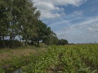 NL, Noord-Brabant, Asten, Eeuwelsche Loop 5, Saxifraga-Marijke Verhagen