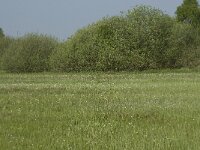NL, Noord-Brabant, Baarle-Nassau, De Manke Goren 139, Saxifraga-Willem van Kruijsbergen