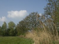 NL, Noord-Brabant, Baarle-Nassau, De Manke Goren 193, Saxifraga-Jan van der Straaten