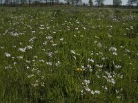 NL, Noord-Brabant, Baarle-Nassau, De Manke Goren 22, Saxifraga-Jan van der Straaten