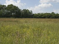 NL, Noord-Brabant, Baarle-Nassau, De Manke Goren 77, Saxifraga-Willem van Kruijsbergen