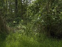 NL, Noord-Brabant, Baarle-Nassau, Halsche Beemden 120, Saxifraga-Jan van der Straaten