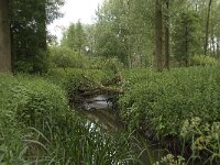 NL, Noord-Brabant, Baarle-Nassau, Halsche Beemden 146, Saxifraga-Willem van Kruijsbergen