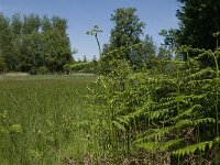 NL, Noord-Brabant, Baarle-Nassau, Halsche Beemden 161, Saxifraga-Jan van der Straaten