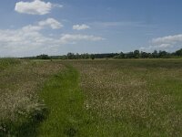 NL, Noord-Brabant, Baarle-Nassau, Halsche Beemden 177, Saxifraga-Jan van der Straaten