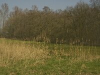 NL, Noord-Brabant, Baarle-Nassau, Halsche Beemden 192, Saxifraga-Marijke Verhagen