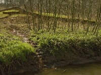 NL, Noord-Brabant, Baarle-Nassau, Halsche Beemden 213, Saxifraga-Marijke Verhagen