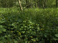 NL, Noord-Brabant, Baarle-Nassau, Halsche Beemden 56, Saxifraga-Willem van Kruijsbergen