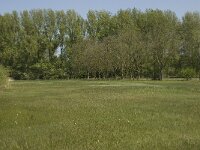 NL, Noord-Brabant, Baarle-Nassau, Halsche Beemden 64, Saxifraga-Willem van Kruijsbergen