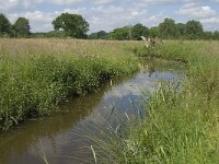 NL, Noord-Brabant, Baarle-Nassau, Hoekbeemden 5, Saxifraga-Jan van der Straaten