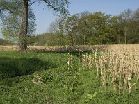 NL, Noord-Brabant, Baarle-Nassau, Kromme Hoek 10, Saxifraga-Jan van der Straaten