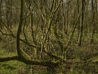 NL, Noord-Brabant, Baarle-Nassau, Kromme Hoek 25, Saxifraga-Jan van der Straaten