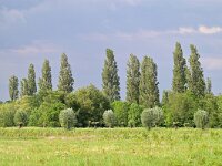 NL, Noord-Brabant, Bergeijk, Klisserbeemden 1, Saxifraga-Tom Heijnen