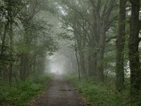 NL, Noord-Brabant, Bergeijk, Plateaux-Hageven 1, Saxifraga-Tom Heijnen