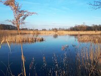 NL, Noord-Brabant, Bergeijk, Visvijvers Bergeijk (Liskes) 17, Saxifraga-Tom Heijnen