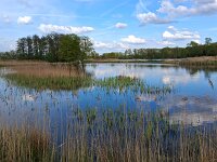 NL, Noord-Brabant, Bergeijk, Visvijvers Bergeijk (Liskes) 26, Saxifraga-Tom Heijnen