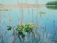 Caltha palustris ssp araneosa 4, 1960, Saxifraga-Jules Witlox