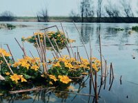Caltha palustris ssp araneosa 5, 1960, Saxifraga-Jules Witlox