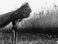 NL, Noord-Brabant, Drimmelen 13, 1960, Saxifraga-Jules Witlox