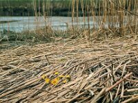 NL, Noord-Brabant, Drimmelen 33, 1960, Saxifraga-Jules Witlox