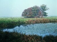 NL, Noord-Brabant, Drimmelen, Annapolder 4, 1960, Saxifraga-Jules Witlox