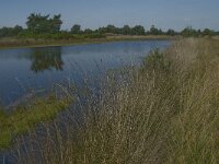 NL, Noord-Brabant, Boxtel, Brandven 20, Saxifraga-Jan van der Straaten