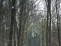 NL, Noord-Brabant, Boxtel, De Geelders 1, Saxifraga-Jan van der Straaten