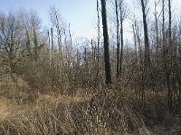 NL, Noord-Brabant, Boxtel, De Scheeken 16, Saxifraga-Willem van Kruijsbergen