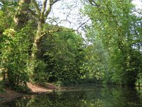 NL, Noord-Brabant, Boxtel, Dommel 1, Saxifraga-Henk Sierdsema