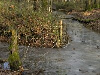 NL, Noord-Brabant, Boxtel, Het Speet 7, Saxifraga-Jan van der Straaten