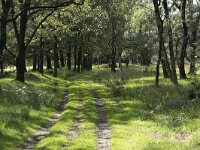 NL, Noord-Brabant, Boxtel, Kampina, Groot Vak 3, Saxifraga-Willem van Kruijsbergen