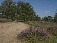 NL, Noord-Brabant, Boxtel, Kampina, Kromvennen 11, Saxifraga-Jan van der Straaten