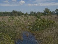 NL, Noord-Brabant, Boxtel, Kampina, Kromvennen 7, Saxifraga-Jan van der Straaten