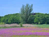 NL, Noord-Brabant, Breda, Lage Vuchtpolder 1, Saxifraga-Tom Heijnen