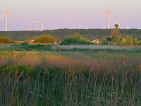 NL, Noord-Brabant, Breda, Weimeren 1, Saxifraga-Tom Heijnen