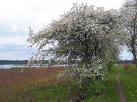 NL, Noord-Brabant, Cranendonck, Gastelsche Heide (Oude Strijper Aa) 17, Saxifraga-Tom Heijnen