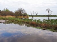 NL, Noord-Brabant, Cranendonck, Gastelsche Heide (Oude Strijper Aa) 18, Saxifraga-Tom Heijnen