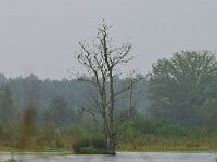 NL, Noord-Brabant, Cranendonck, Gastelsche Heide (Oude Strijper Aa) 20, Saxifraga-Tom Heijnen