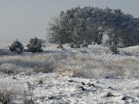 NL, Noord-Brabant, Cranendonck, Groote Heide 11, Saxifraga-Jan van der Straaten