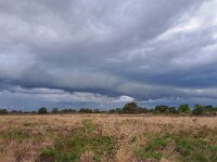 NL, Noord-Brabant, Cranendonck, Groote Heide 12, Saxifraga-Tom Heijnen