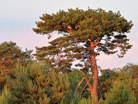 NL, Noord-Brabant, Cranendonck, Groote Heide 23, Saxifraga-Tom Heijnen