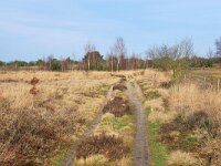 NL, Noord-Brabant, Cranendonck, Groote Heide 3, Saxifraga-Tom Heijnen