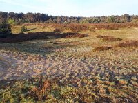 NL, Noord-Brabant, Cranendonck, Kranenveld 14, Saxifraga-Tom Heijnen