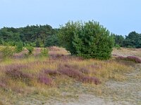 NL, Noord-Brabant, Cranendonck, Kranenveld 17, Saxifraga-Tom Heijnen