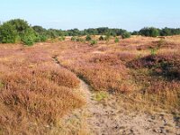 NL, Noord-Brabant, Cranendonck, Kranenveld 21, Saxifraga-Tom Heijnen