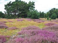 NL, Noord-Brabant, Cranendonck, Kranenveld 7, Saxifraga-Tom Heijnen